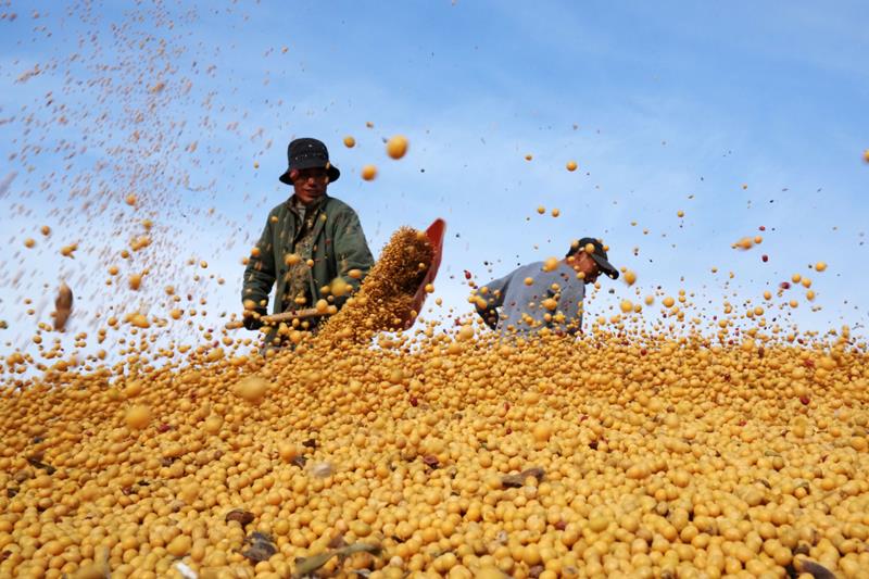 △2022年10月20日，工作人员在北大荒农垦集团有限公司一处晒场的大豆堆上忙碌。