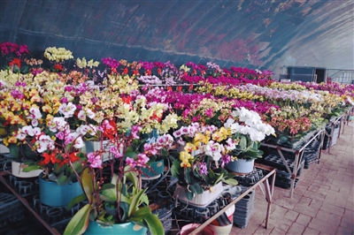 满棚春色藏不住 苏家屯十里河花卉基地火了_新浪财经_新浪网