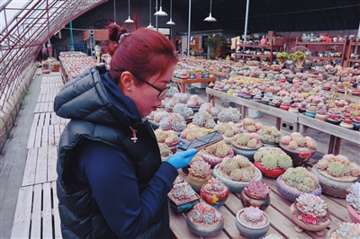 满棚春色藏不住 苏家屯十里河花卉基地火了_新浪财经_新浪网