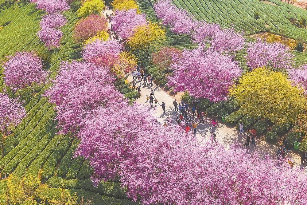 漳平台品樱花茶园,数万株樱花争相绽放,游人如织.刘深魁 邓长海 摄