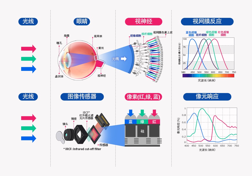 人眼与CIS响应系统对比；图片来源：SK 海力士