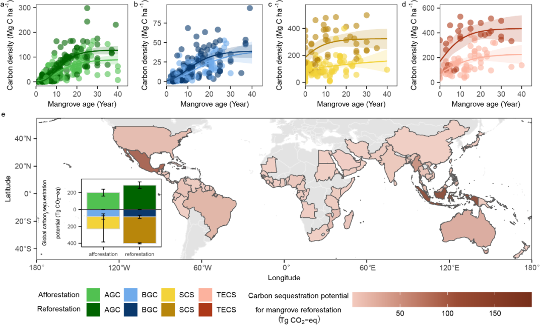 图2 全球在未来40年内实施红树林造林和再造林项目蓝碳固存潜力评估结果