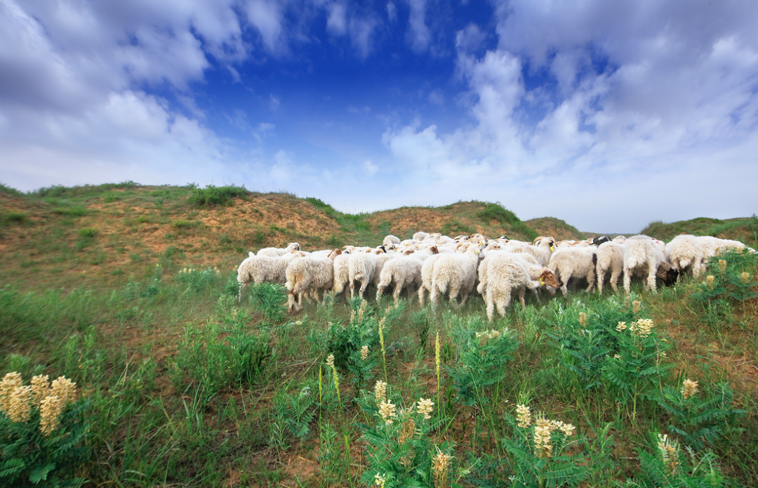 宁夏滩羊美名传.&nbsp; &nbsp; 资料图片