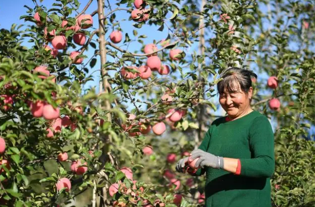 △2022年10月，果农在延安市洛川县阿寺村一处果园采摘。