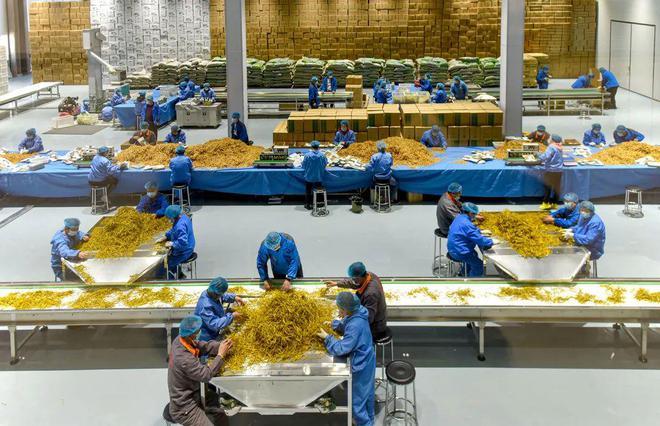 △山西大同，黄花标准化生产车间。