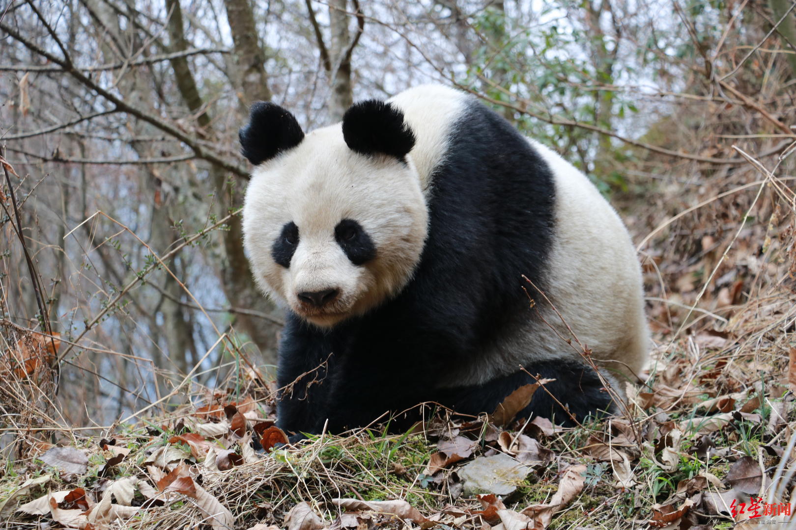 ↑安翔近距离拍下大熊猫照片