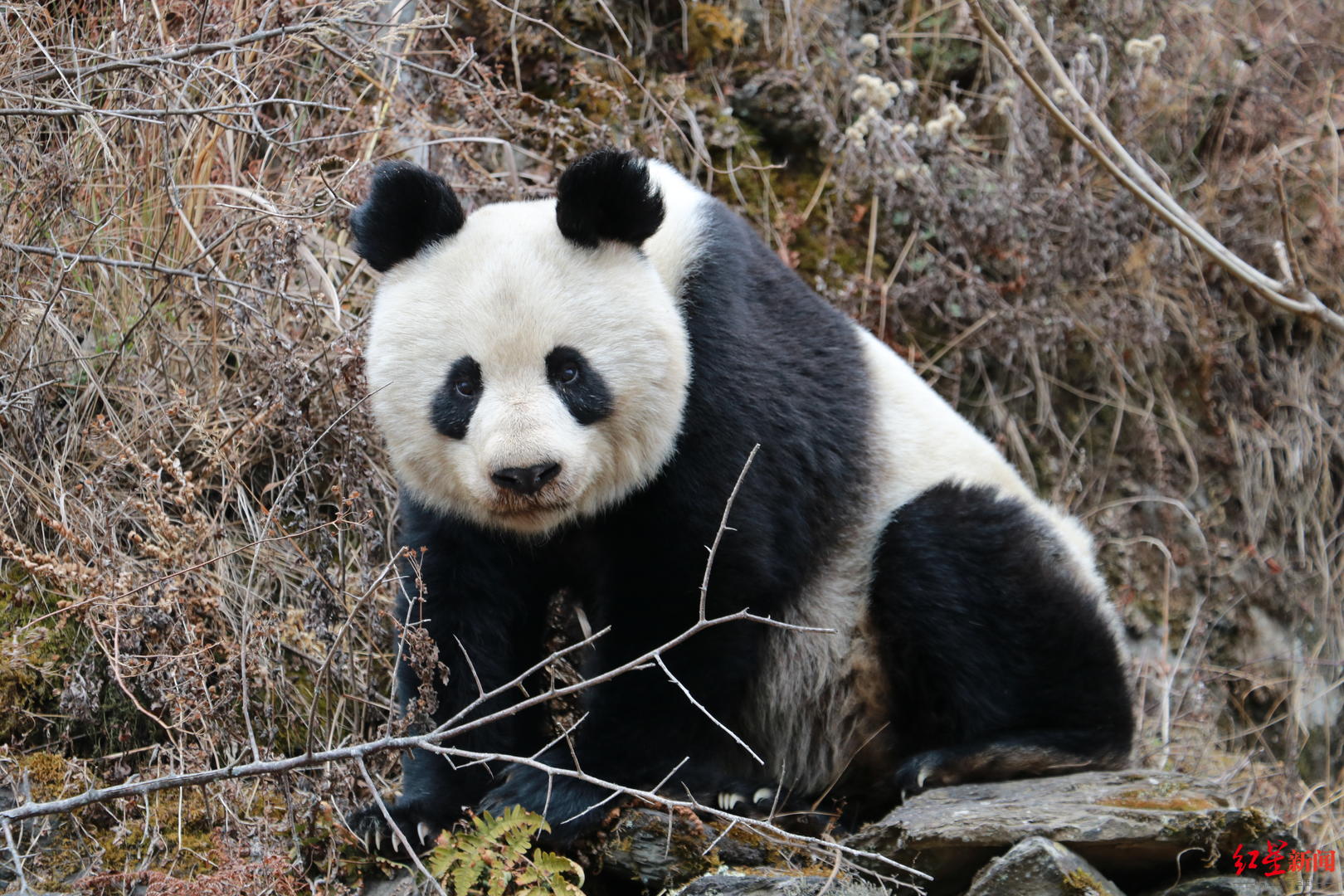 ↑安翔近距离拍下大熊猫照片