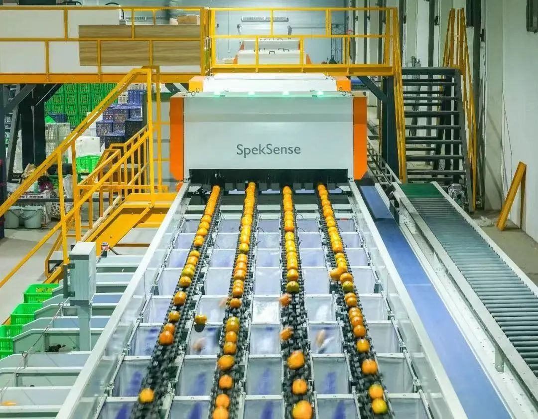 水果分拣智能化提质增效科技范