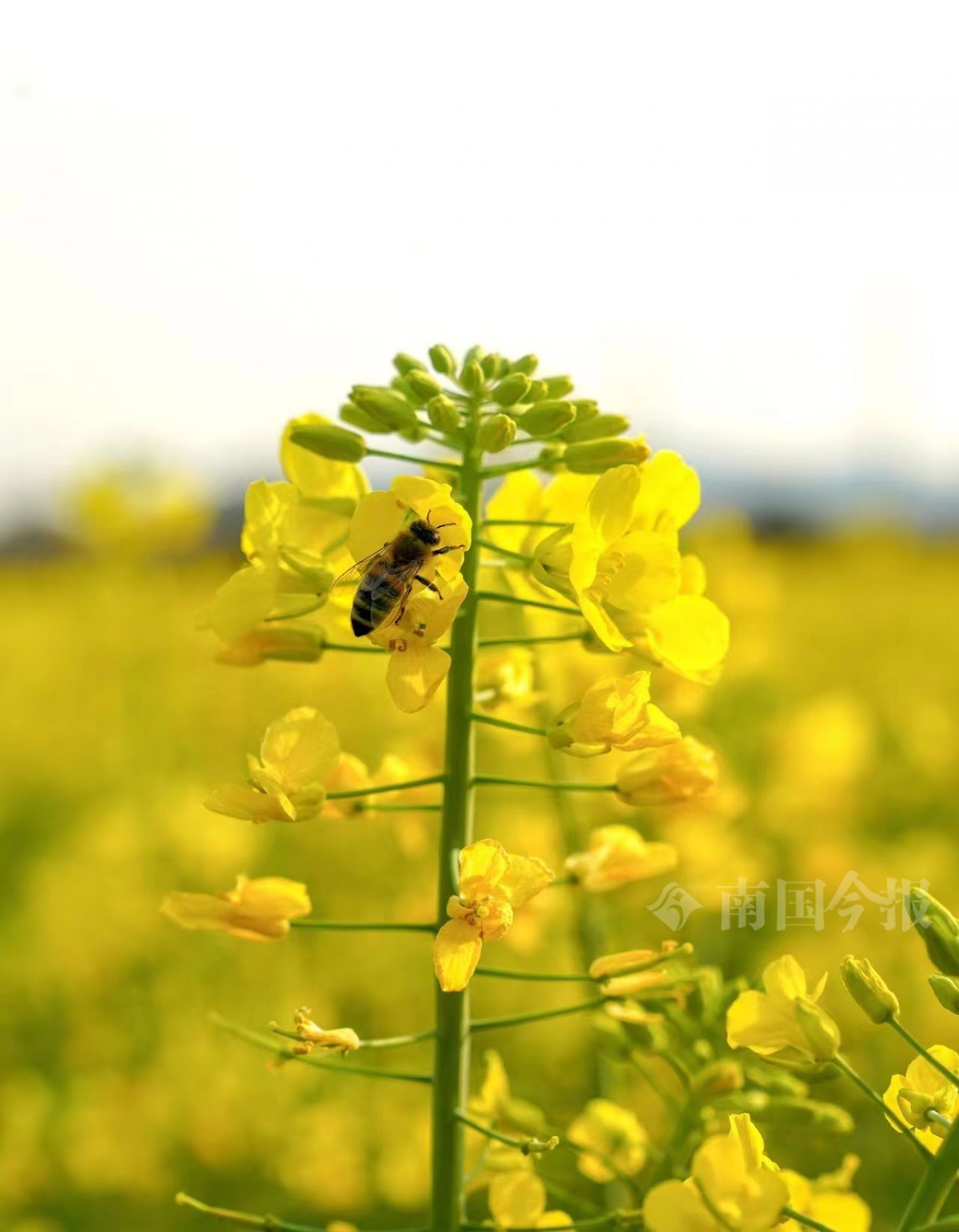 柳州的油菜花开了.记者 颜篁 摄