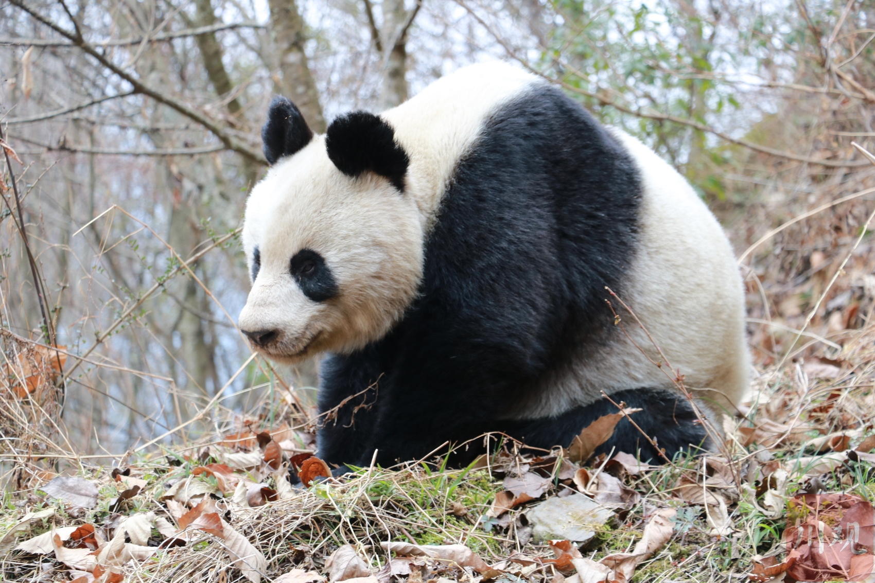 大熊猫坐在林中发呆.安详 摄