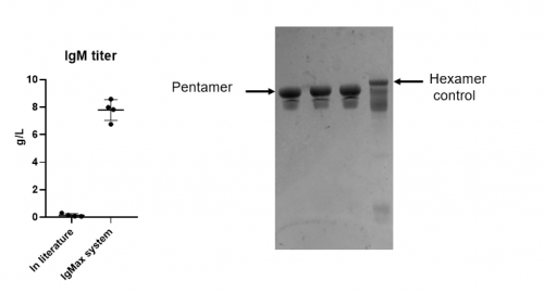 　　通过汉腾生物IgMax表达载体平台高表达IgM五聚体构型
