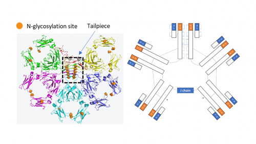 　　汉腾生物IgM五聚体结构示意图