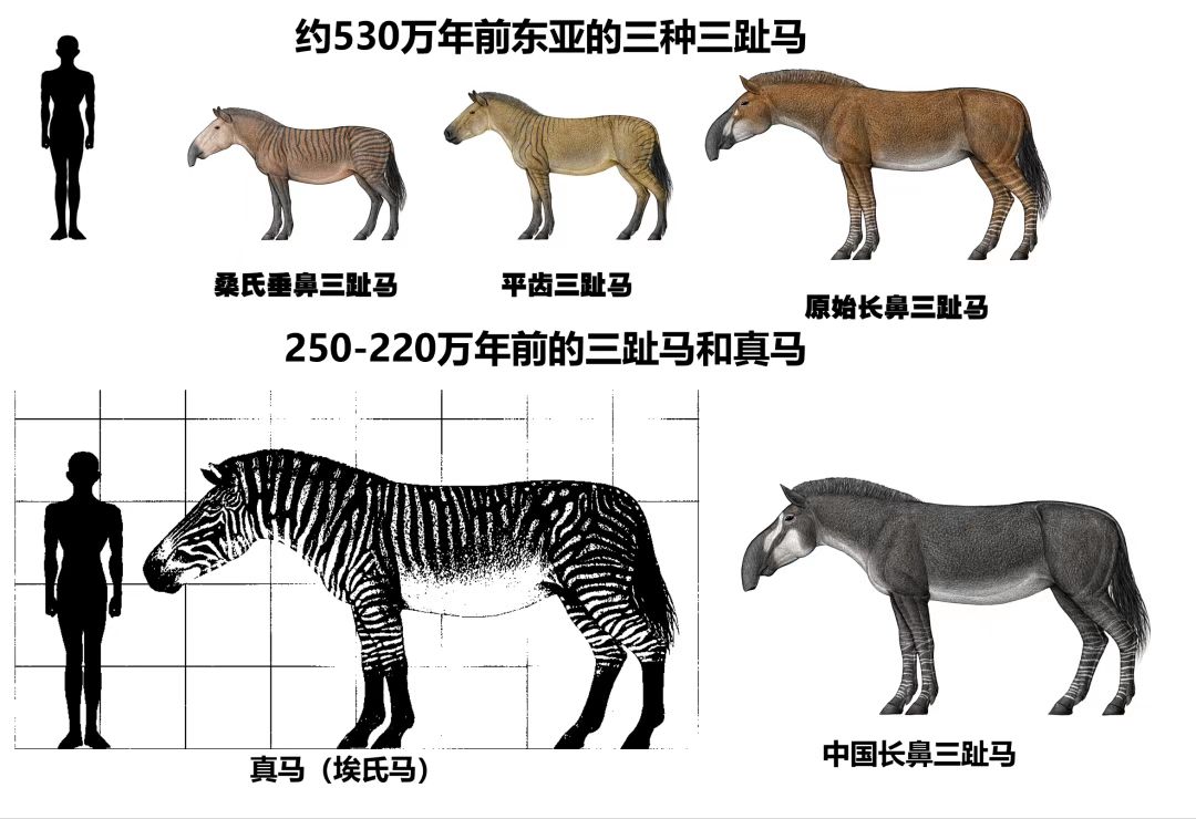 我国古生物学家首次重建东亚马科动物古生态|马科_新浪财经_新浪网