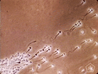 图片来源：giphy.com