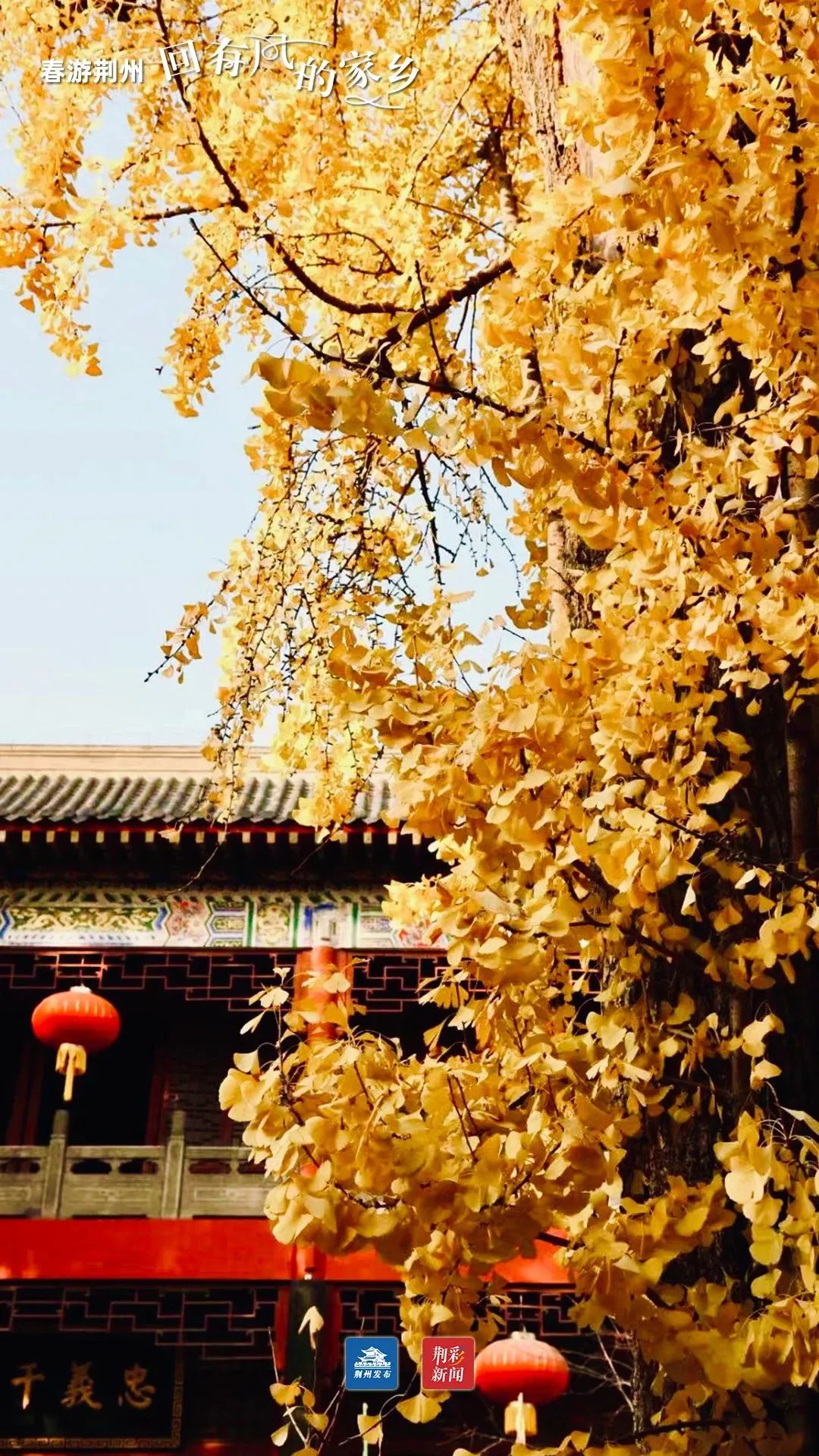 荆州关帝庙秋色.院落里的古银杏有600多岁了.(王立新 供图)