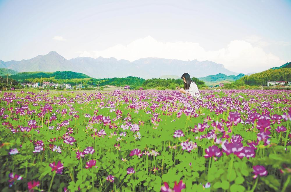游客在紫云英花海中游玩.(资料图片)