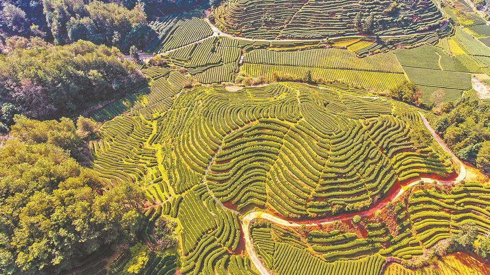 武夷山市星村镇大坪洲生态茶园套种油菜.(资料图片)