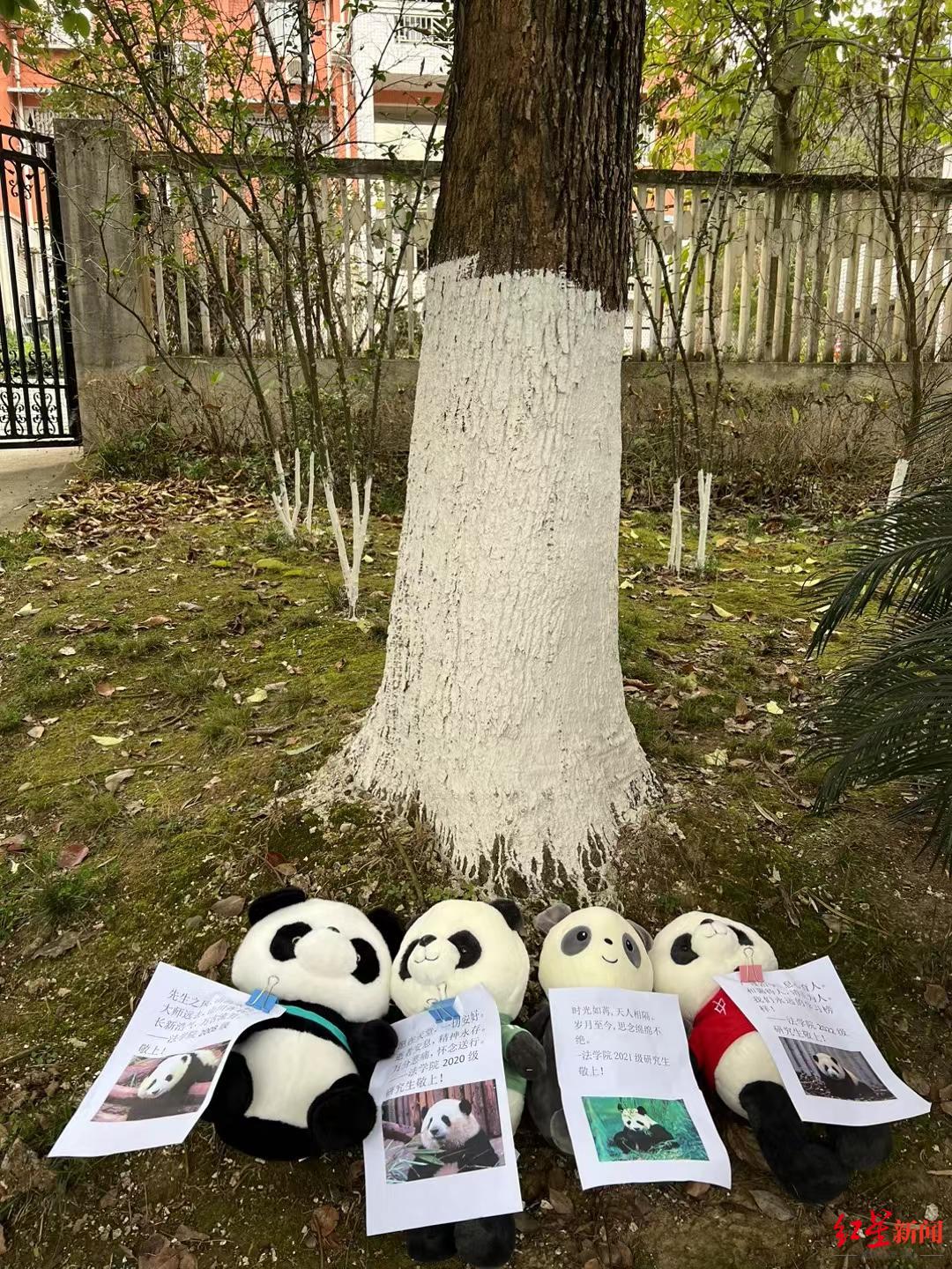 胡锦矗教授在西华师范大学内的宿舍楼前，有人在树前放下熊猫玩偶悼念（胡晓 图）