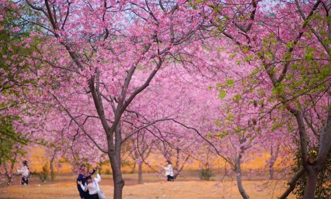 浈江区樱花公园图片