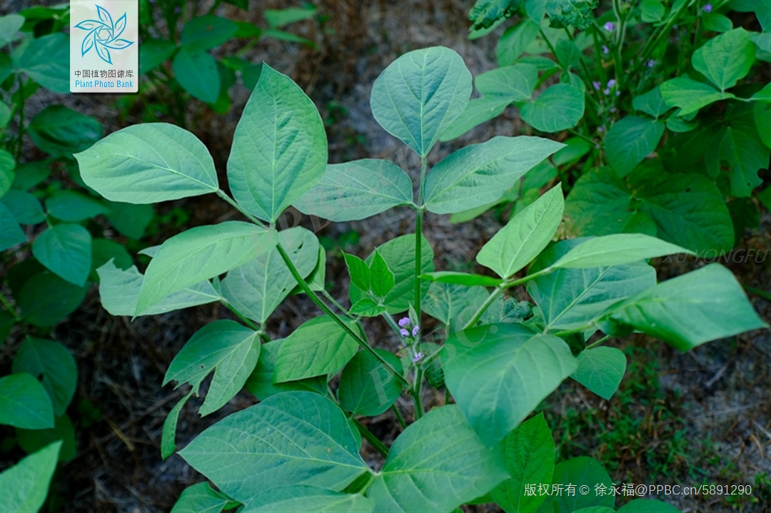 大豆的叶(图片来源:中国植物图像库)