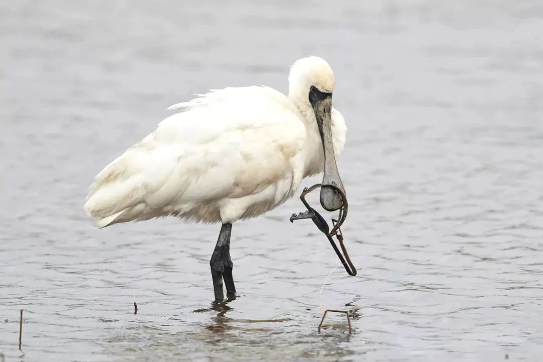 雨水| 是谁,最有可能成为深圳的市鸟?|深圳市_新浪财经_新浪网