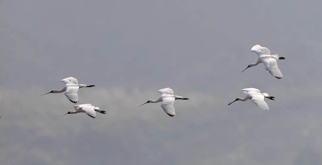 雨水| 是谁,最有可能成为深圳的市鸟?|深圳市_新浪财经_新浪网