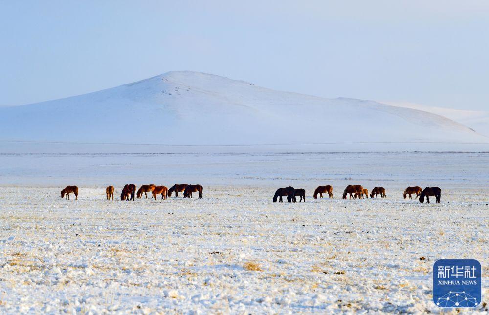 2月18日,马群在霍林郭勒市额仑草原雪地里觅食.新华社发(王正摄)