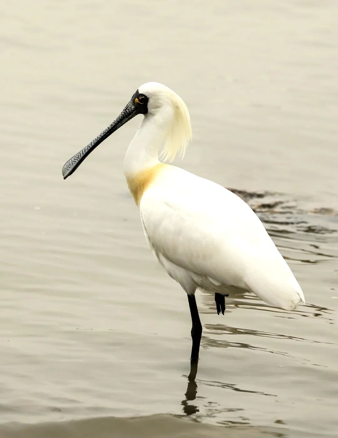 雨水| 是谁,最有可能成为深圳的市鸟?|深圳市_新浪财经_新浪网