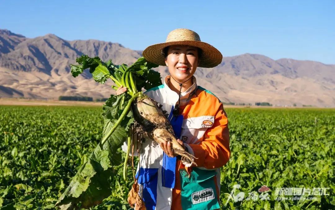 助农主播李阳在昭苏县阿克达拉镇甜菜地里直播,向网友介绍该镇种植的