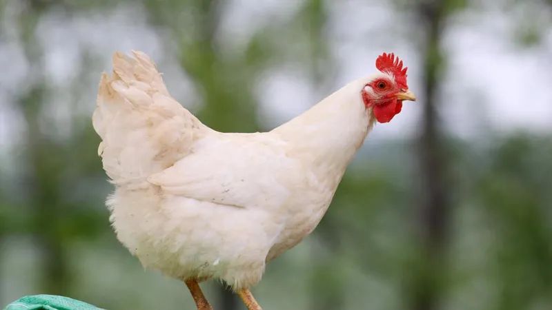 肉鸡苗市场动态：一场激烈的产业变革