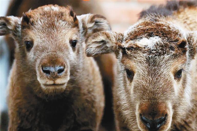 新生的羚牛宝宝好奇地看着镜头. (西安秦岭野生动物园供图)