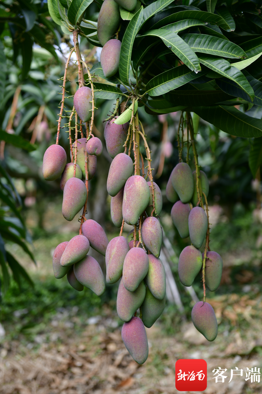 三亚一芒果生产基地,树上挂满芒果.记者 陈卫东 摄