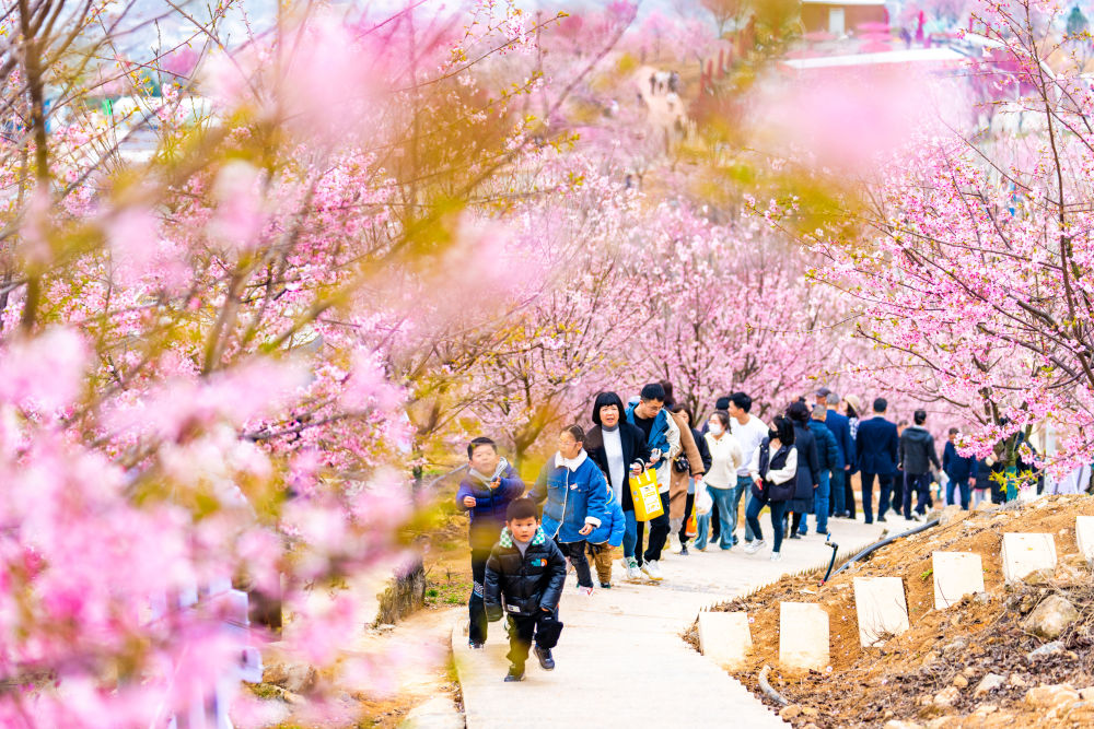 2月19日,游客在浙江省瑞安市桐浦镇桐浦凤凰樱花谷游玩赏花.