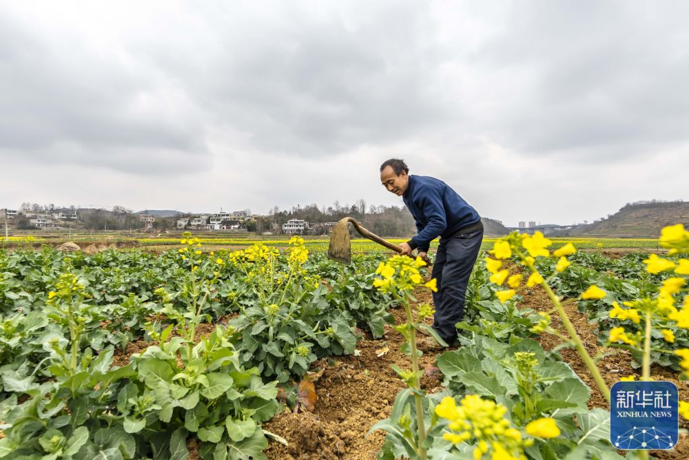 希望的田野忙碌的身影