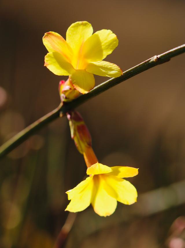 组图|春天来了!迎春花开满枝头