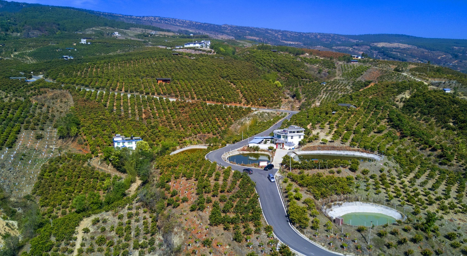 图为华坪县荣将镇龙头果子山(华坪县融媒体中心供图)