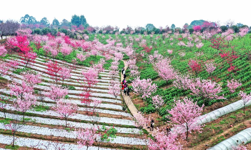 2月19日,游客在四川省泸州市江阳区丹林镇建设村樱花谷景区游玩.