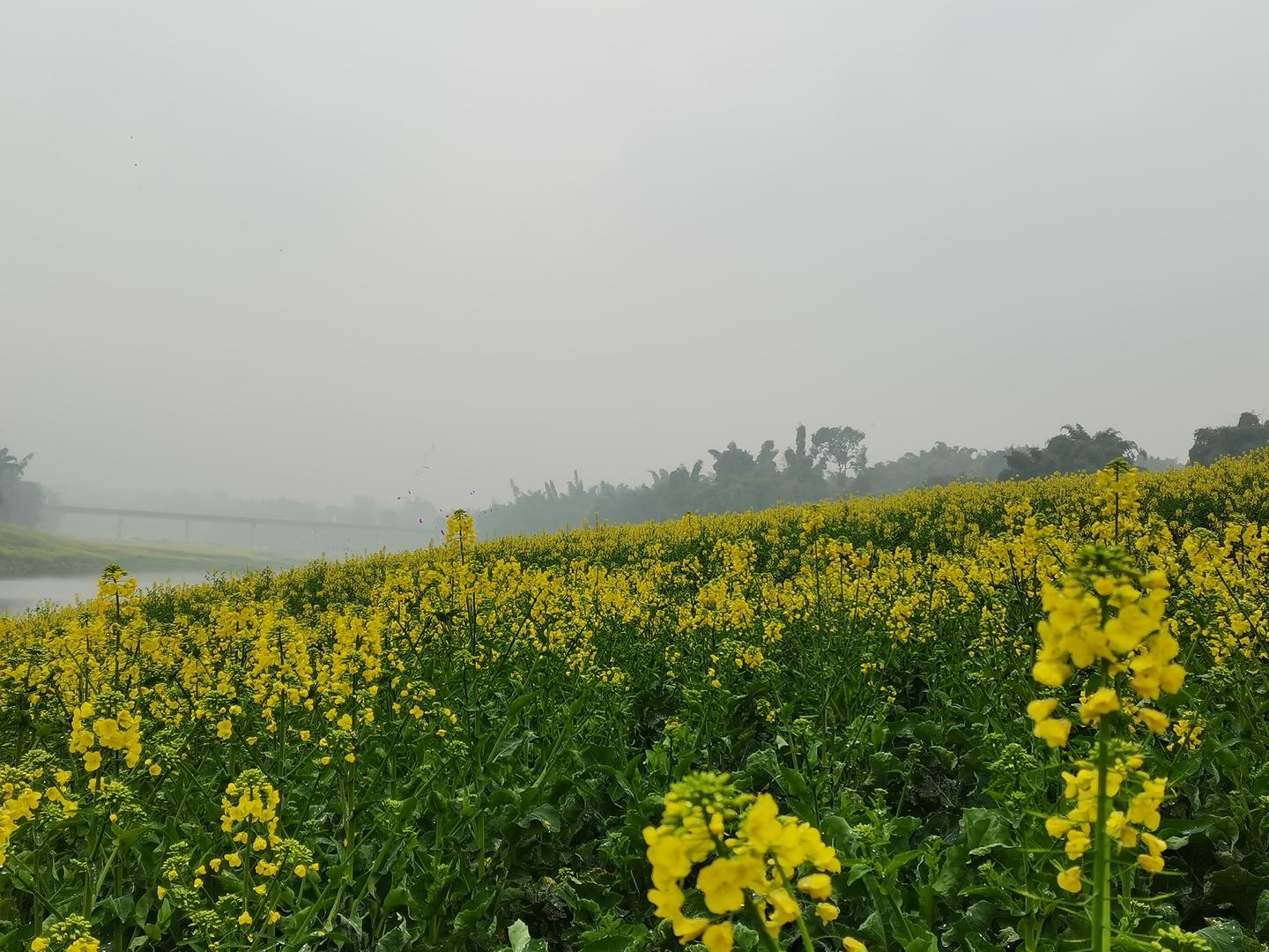 ↑长江江心岛万亩油菜花开