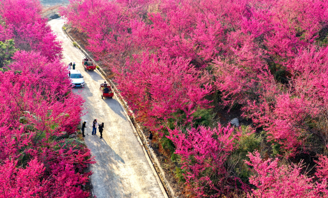 2023年2月20日,连州市西江镇高山村樱花盛开,满山遍野姹紫嫣红.