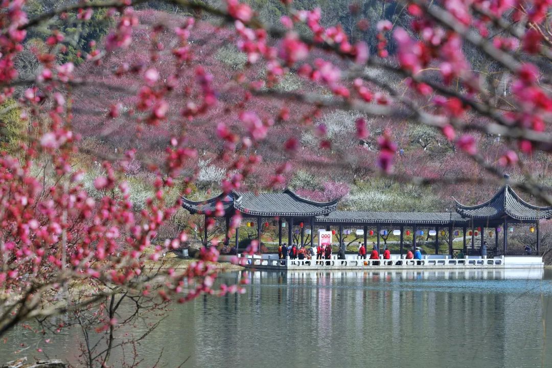 江苏省张家港市香山风景区香山梅岭,绽放的梅花吸引众多游客前来观赏.