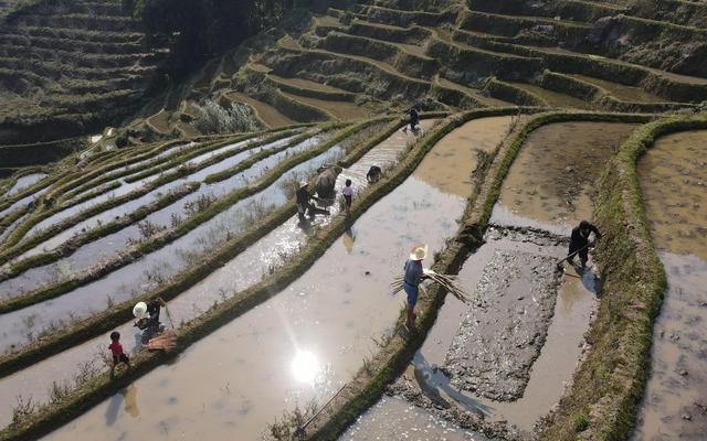 元阳县融媒体供图