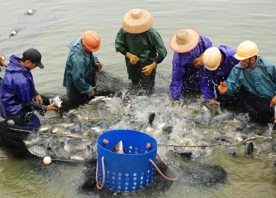 ▲ 海南琼海市的罗非鱼养殖。图片来源：Alamy
