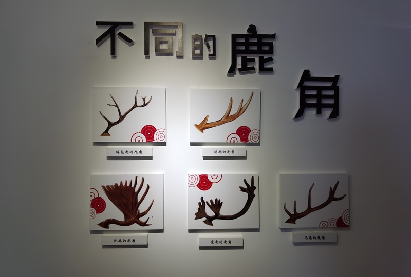 栖息地科普馆展示麋鹿知识和参观者留下的手工作品&nbsp; 陈玺撼 摄