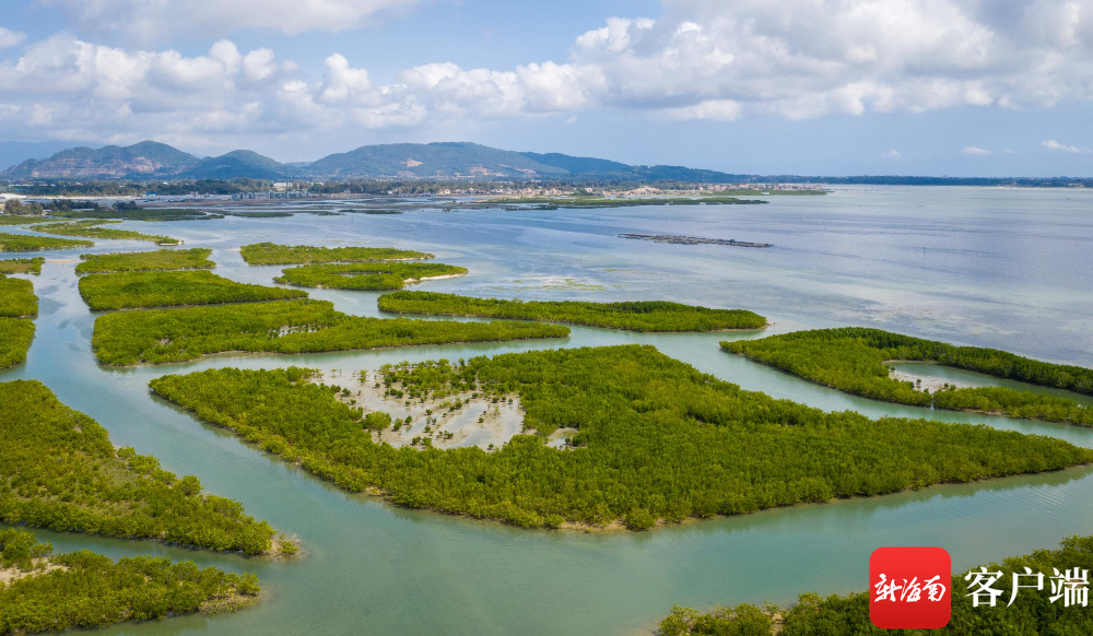 海南陵水红树林国家湿地公园位于陵水新村潟湖.记者 刘洋摄