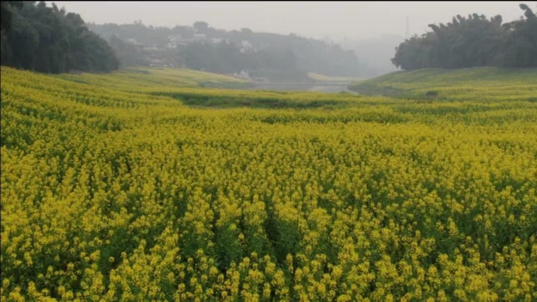 ↑长江江心岛万亩油菜花开