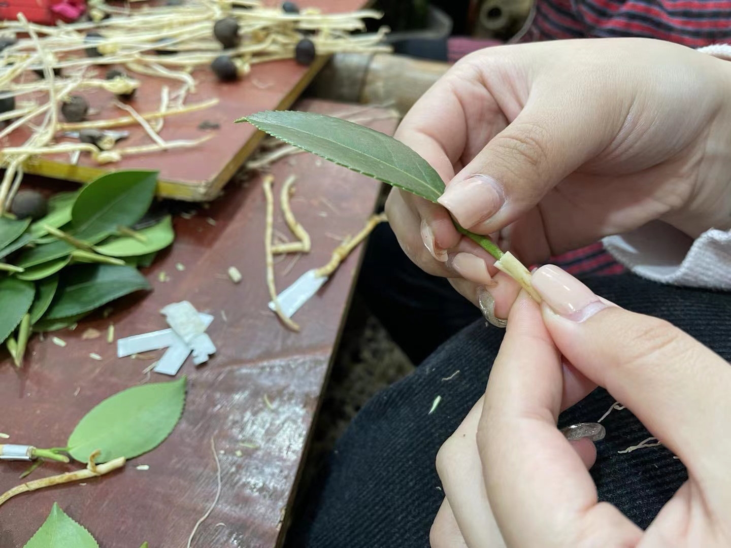 油茶种苗嫁接过程.省林草局供图