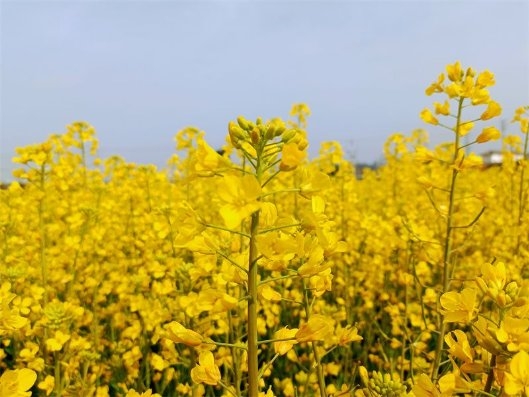 　　(油菜花海 陶江 摄)