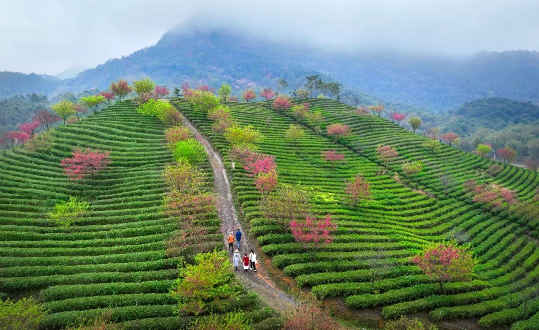 英德市沙口镇,清溪村的茶园春色.清远日报签约摄影师 陈卫东 摄