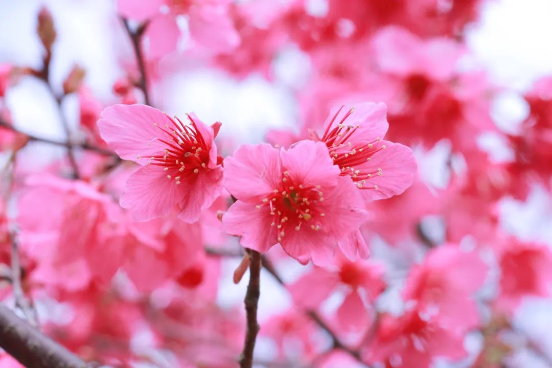 圭峰山绿护桃源的樱花.龚静 摄