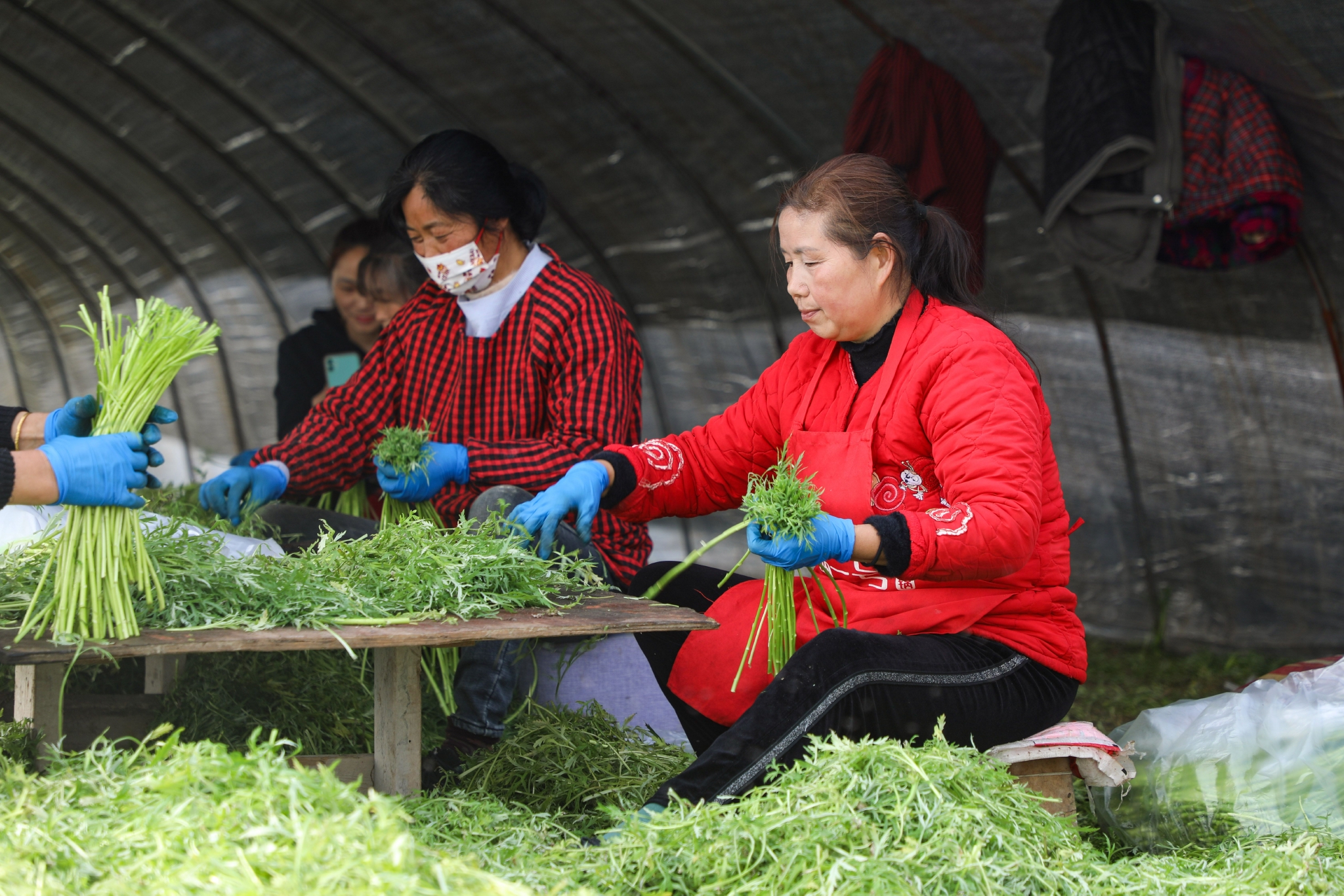泗阳：芦蒿采摘正当时 气象服务助丰收_手机新浪网